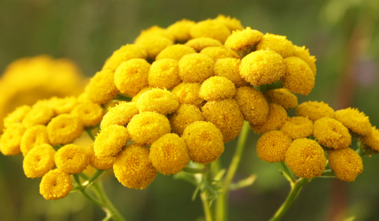 Why Blue Tansy Is the Skincare Superhero Your Skin Needs