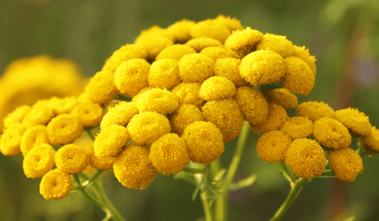 Why Blue Tansy Is the Skincare Superhero Your Skin Needs - SIMREE