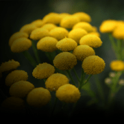 BLUE TANSY - SIMREE