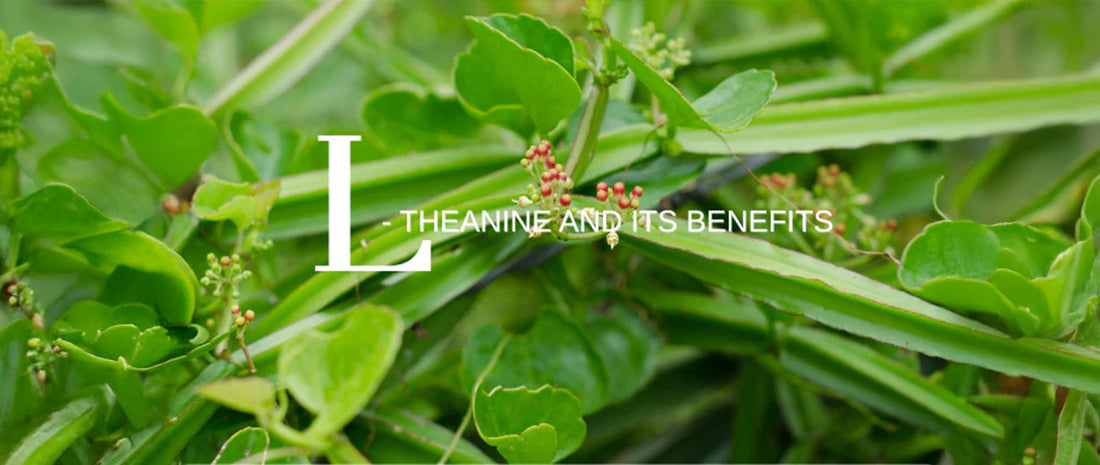 Sip Your Way to Calm: The Natural Power of L-Theanine in Your Daily Tea tradition