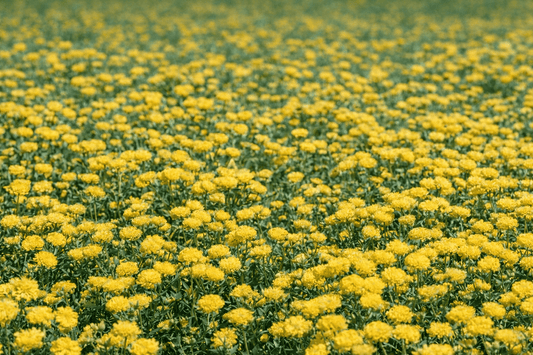 Blue Tansy for Indian Skin: Benefits, Uses & Why It’s a Must-Have Natural Skincare Ingredient - SIMREE