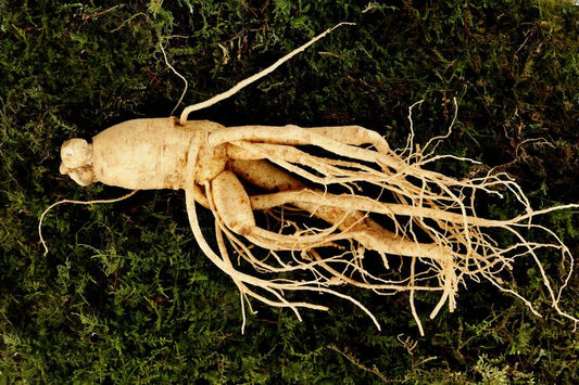 Ginseng Through the Ages: From Ancient Herbal Medicine to Modern Scientific Discovery - SIMREE
