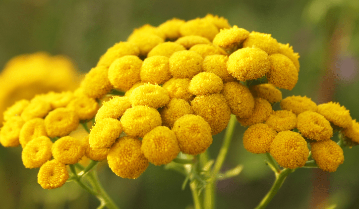 Why Blue Tansy Is the Skincare Superhero Your Skin Needs - SIMREE
