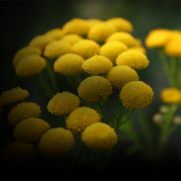 Discover a wide range of Blue tansy  products categorized for your skin convenience.