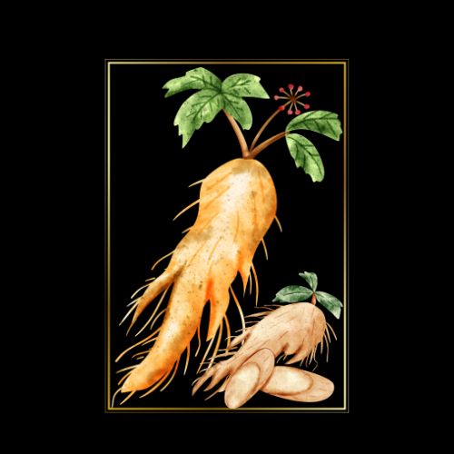 Ginseng