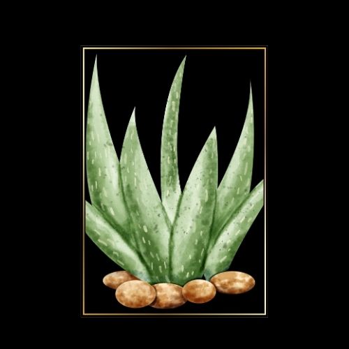 natural aloe vera