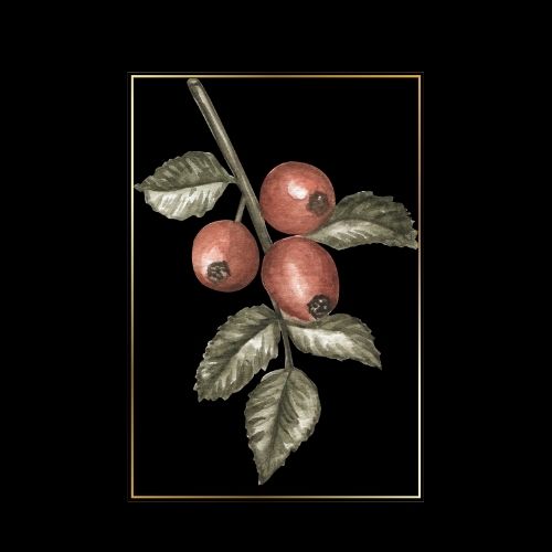 simree Rosehip Oil