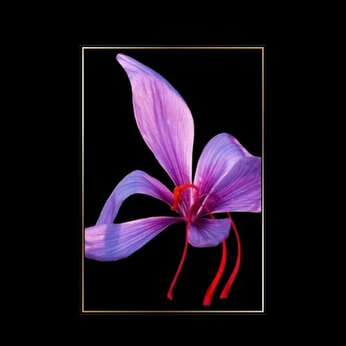 simree Saffron Extract