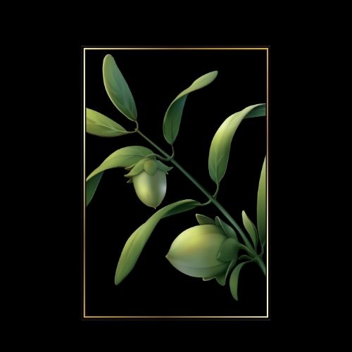 simree natural Jojoba Oil